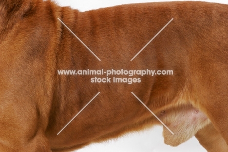 Dogue de Bordeaux coat