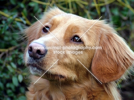 Nova Scotia Duck Tolling Retriever