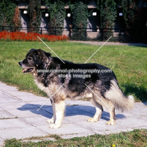 causasian sheepdog in moscow