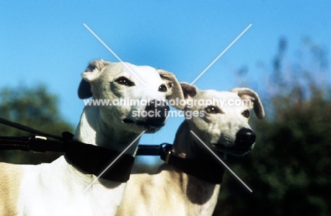 two racing whippets in hound collars
