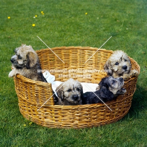 four dandie dinmont puppies in a dog basket