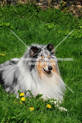 merle collie lying down