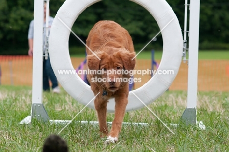 Nova Scotia Duck Tolling Retriever jumping through ring