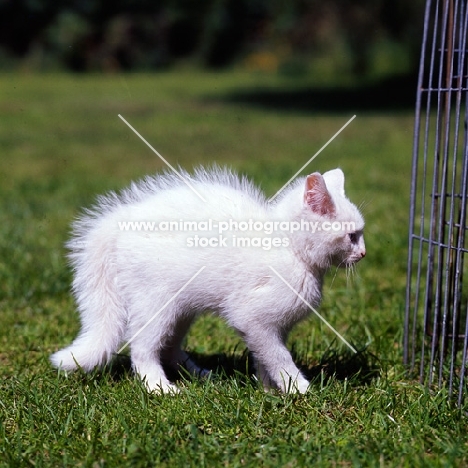 frightened white kitten with bottle brush tail