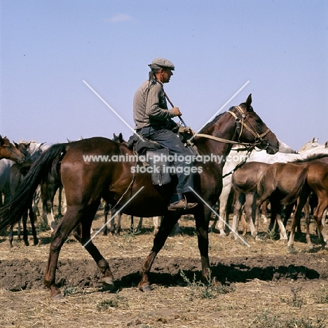 guardian with taboon of tersk mares & foals at stavropol stud, russia