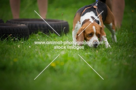 Beagle smelling the grass