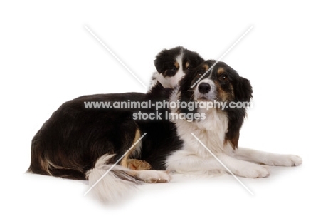 Border Collie with puppy in studio