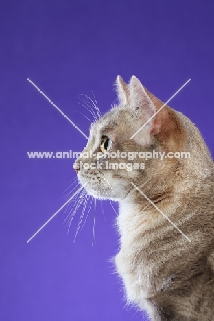 Australian Mist cat on periwinkle background, profile