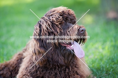 labradoodle