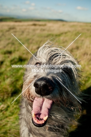 Deerhound portrait