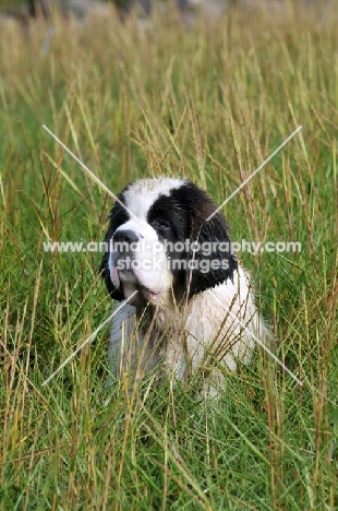 Saint Bernard