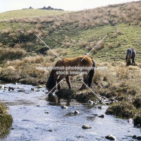Highland Pony with exmoor colouring drinking from stream on moors in scotland