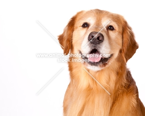 Golden Retriever, portrait