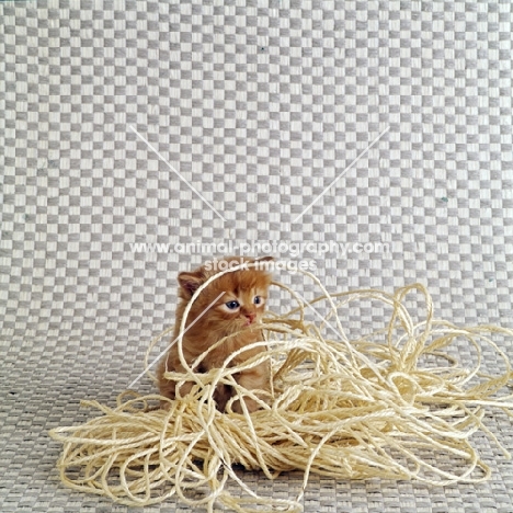 long hair red tabby kitten with a tangle of string