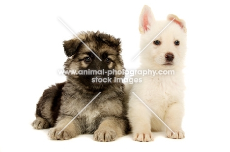 German Shepherd (aka Alsatian) puppy