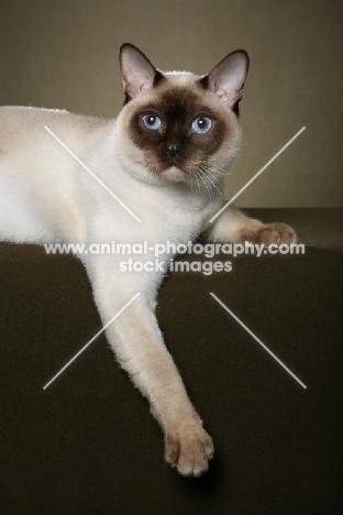 Tonkinese in studio