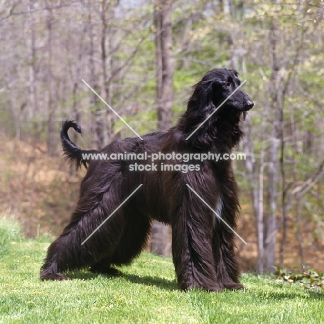 afghan hound posed on grass 