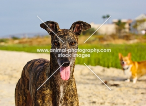 brindle Greyhound in summer