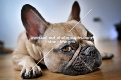 French Bulldog laying on wooden floor and looking at camera