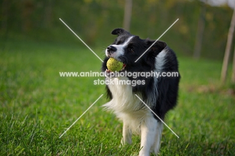 black and white border collie retrieving tennis ball