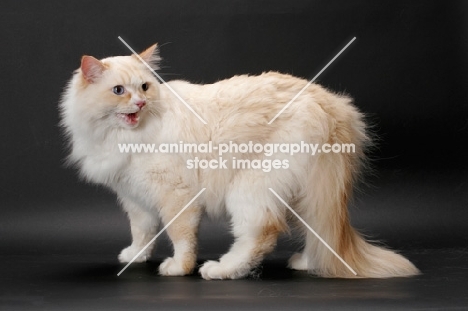 Red Point & White Ragamuffin on grey background meowing