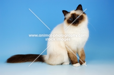 seal point birman cat sitting on blue background