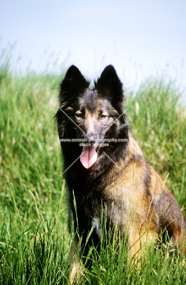 tervueren, sitting in long grass