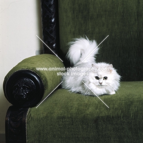 ch shengo eleiza, chinchilla cat,  in a chair