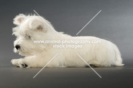 West Highland White puppy resting on a grey background