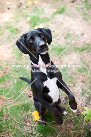 black lab mix with front paws in air