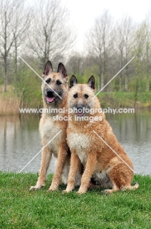 two Laekenois dogs sitting down  (Belgian Shepherds)