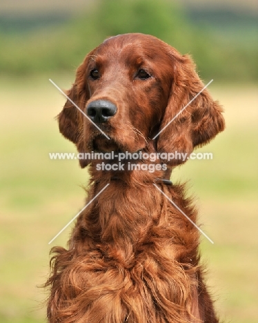 Irish Setter head study