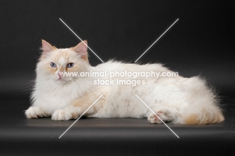 Red Point & White Ragamuffin on grey background, lying down
