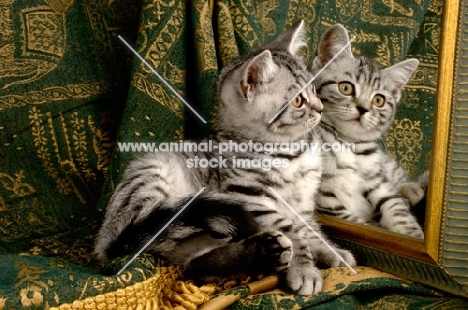 kitten looking at mirror