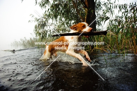 Brittany spaniel retrieving branch