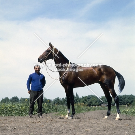 akhal teke stallion with jewelled collar at piatigorsk hippodrome with russian trainer