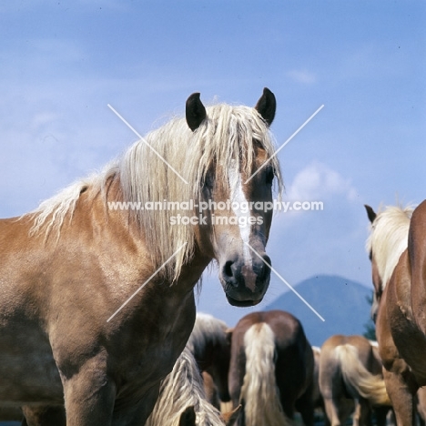 Haflinger mare head study in group 