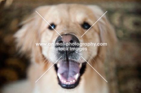 close-up of golden retriever's snout