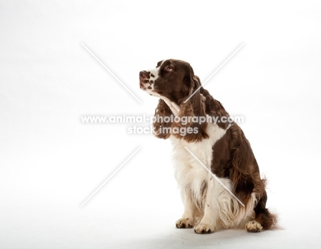 english springer spaniel sitting on white background