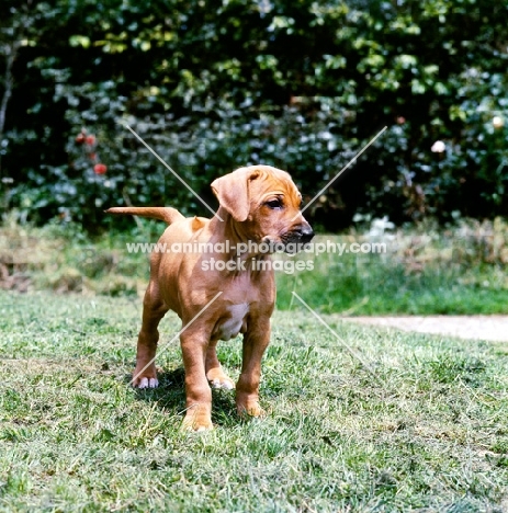 rhodesian ridgeback puppy walking on grass