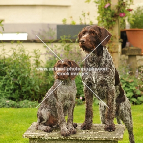 German Pointer with puppy