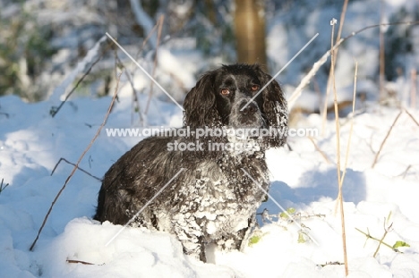 English Cocker Spaniel in snow