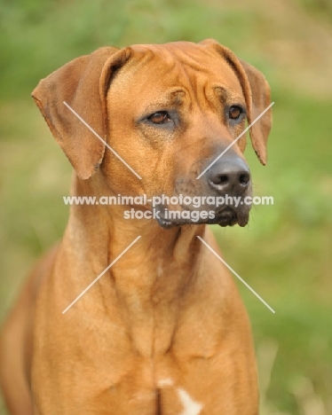 Rhodesian Ridgeback head study