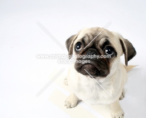 pug puppy looking sad