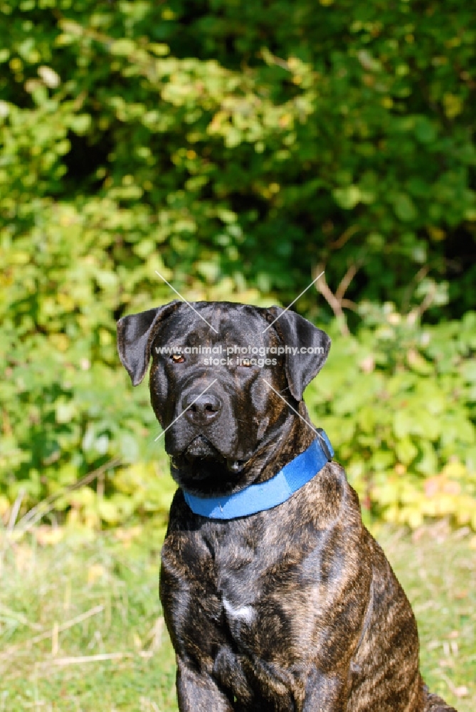 Antikdogge portrait, cross between Cane Corso and Dogo Canario to revive old type mastiff