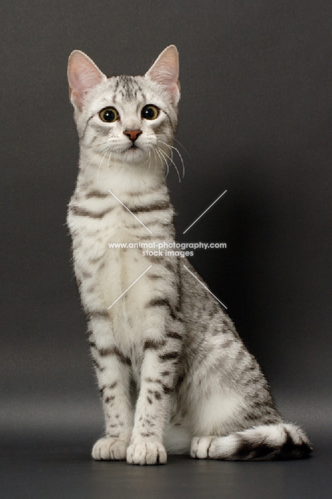 Egyptian Mau looking away, silver spotted tabby
