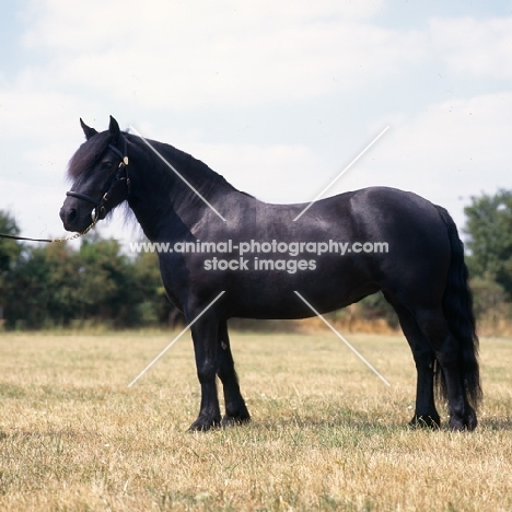 Fern, Fell Pony mare