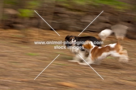 Cavalier King Charles Spaniels running together