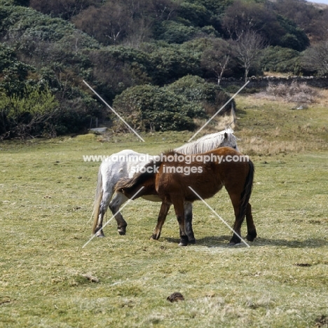 Eriskay mare with a large foal