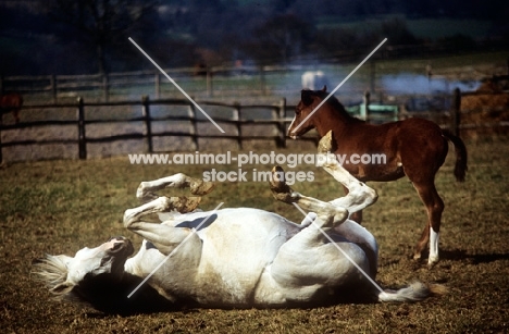 arab mare rolling beside arab foal